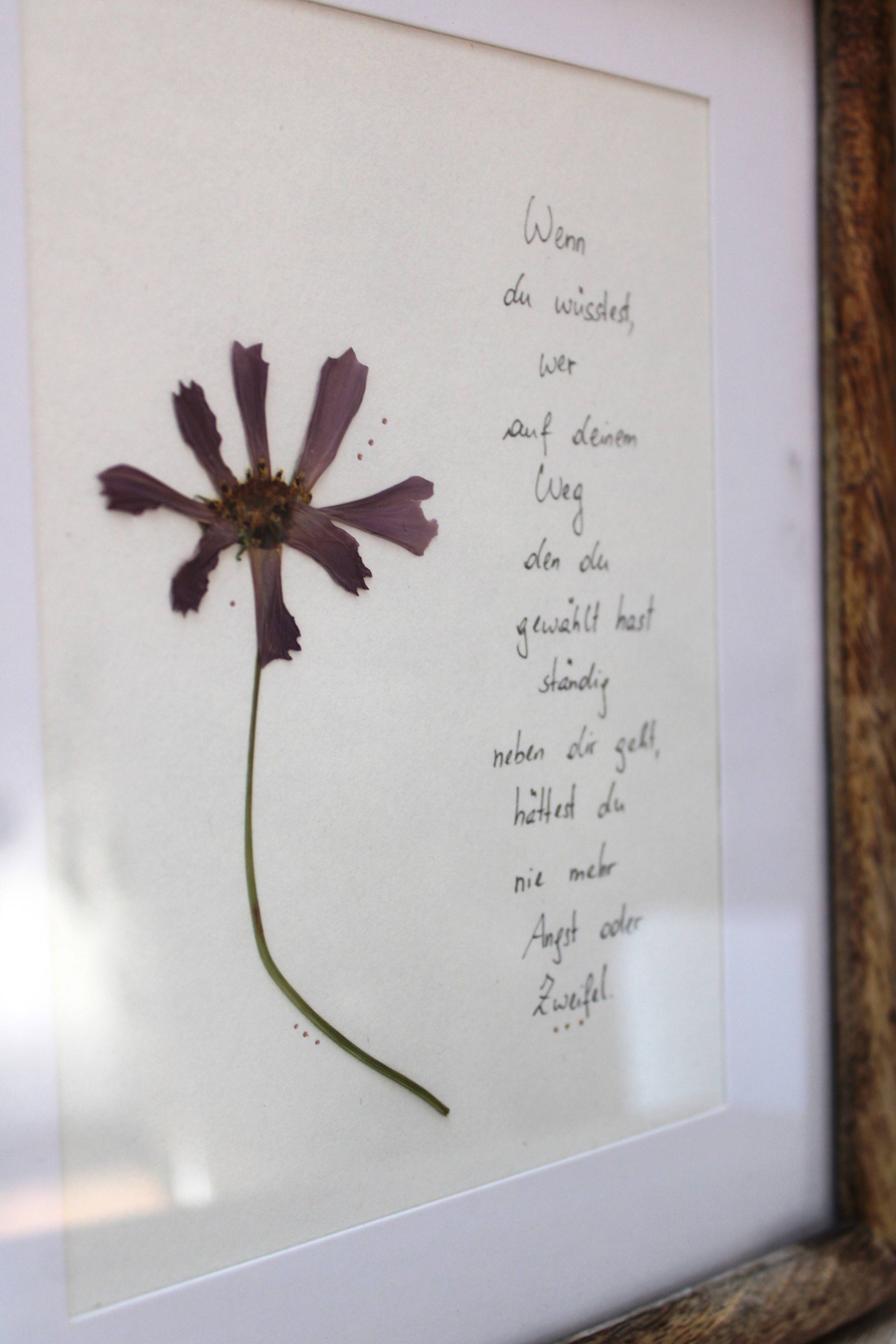 Blumenbild "Cosmea" 2